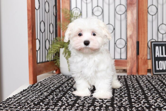 Mason- Sweet Little ACA Male Maltese Puppy