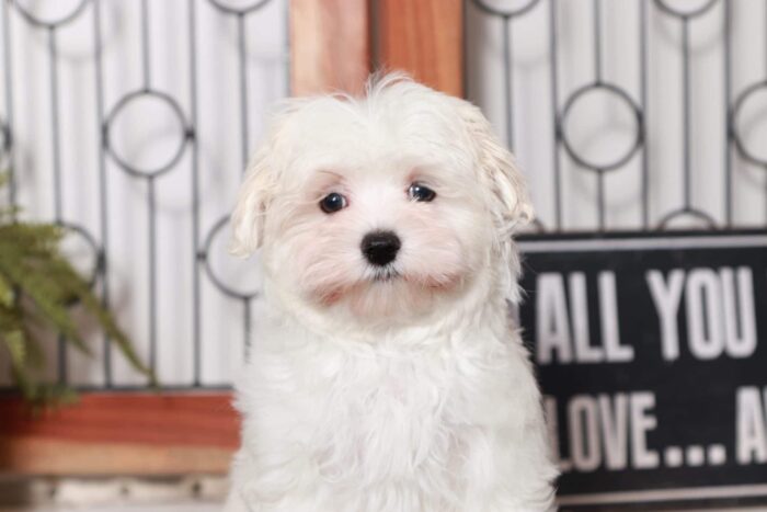 Mason- Sweet Little ACA Male Maltese Puppy - Image 2