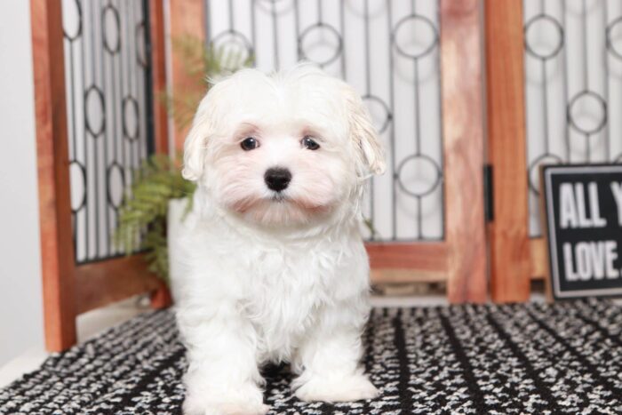 Mason- Sweet Little ACA Male Maltese Puppy - Image 3