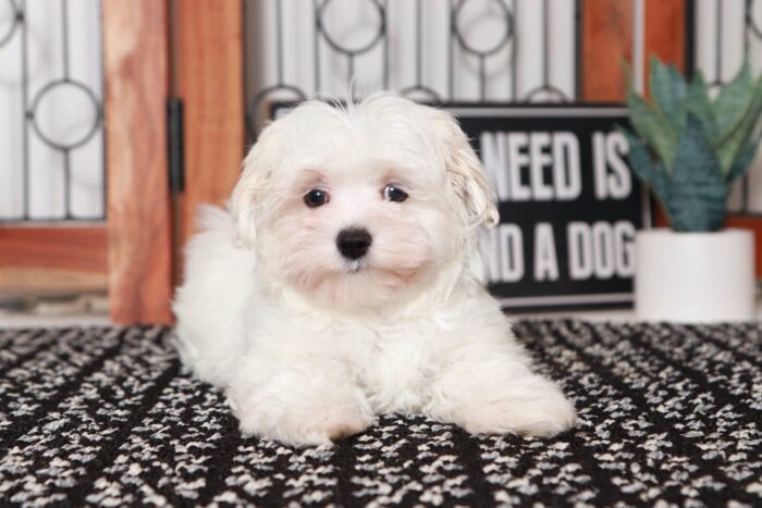 Mason- Sweet Little ACA Male Maltese Puppy - Image 4