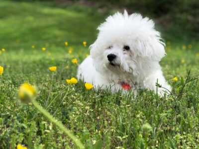 Bichon Frise Behavior