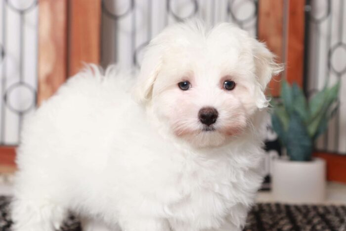 Matt- Sweetest Little ACA Male Maltese Puppy