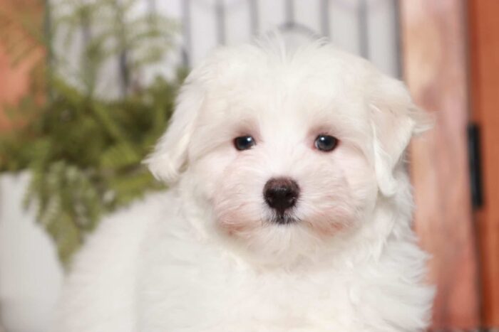 Matt- Sweetest Little ACA Male Maltese Puppy - Image 2