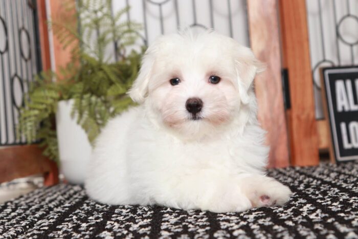 Matt- Sweetest Little ACA Male Maltese Puppy - Image 3