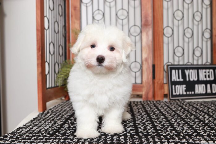 Matt- Sweetest Little ACA Male Maltese Puppy - Image 4