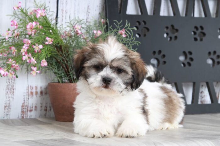 Mazie - Attractive Little Tri Female Teddy Bear Puppy