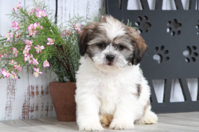 Mazie - Attractive Little Tri Female Teddy Bear Puppy - Image 2