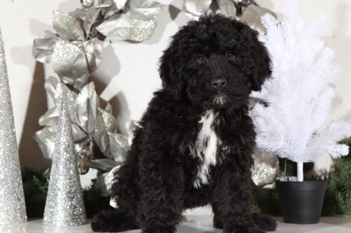 Melvin- Handsome Bernedoodle - Image 4