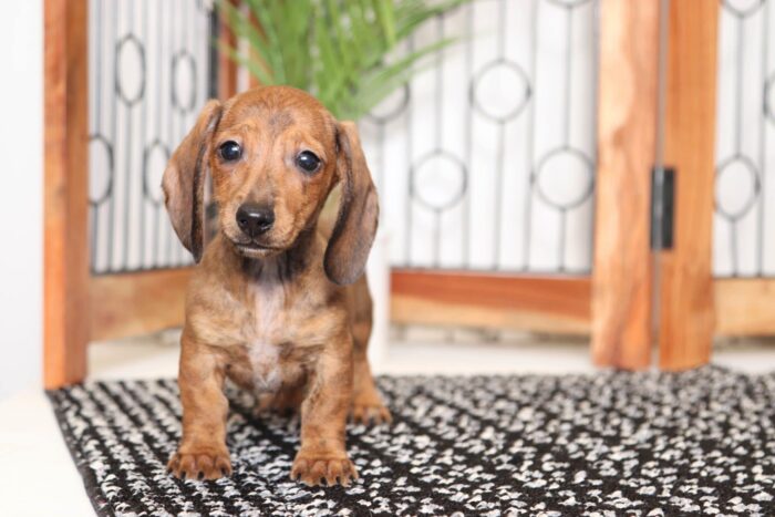 Merrick- Happy Little Male ACA Dachshund Puppy - Image 2