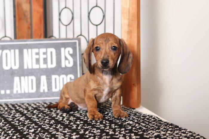 Merrick- Happy Little Male ACA Dachshund Puppy - Image 3