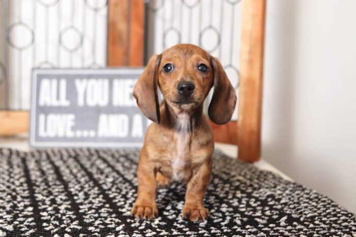 Merrick- Happy Little Male ACA Dachshund Puppy - Image 4