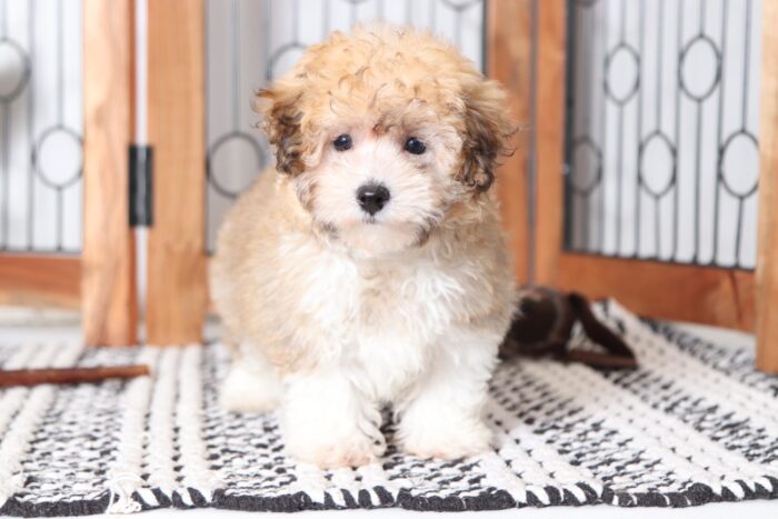 Merry - Beautiful Tri Colored ICA Female Poodle Puppy