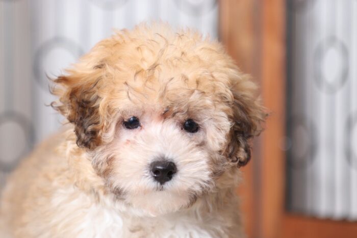 Merry - Beautiful Tri Colored ICA Female Poodle Puppy - Image 2