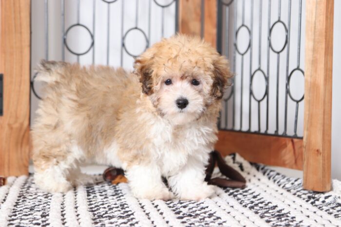 Merry - Beautiful Tri Colored ICA Female Poodle Puppy - Image 3