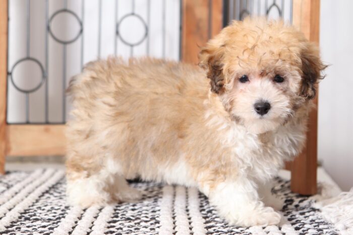 Merry - Beautiful Tri Colored ICA Female Poodle Puppy - Image 4