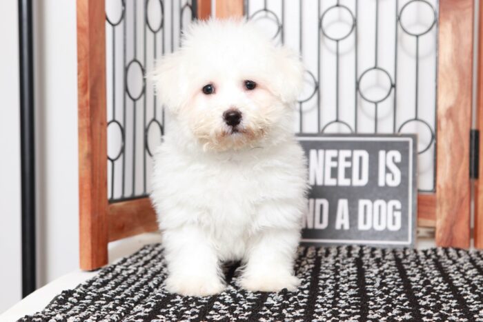 Mikey- Dashing Little Male ACA Bichon Puppy