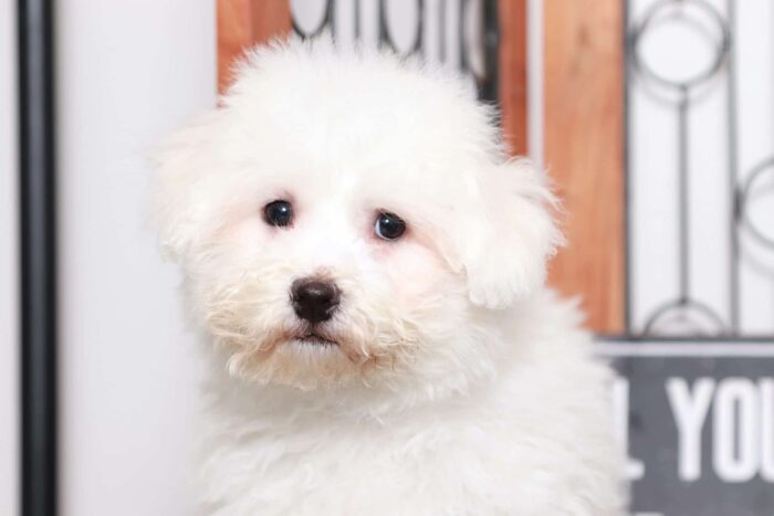 Mikey- Dashing Little Male ACA Bichon Puppy - Image 2