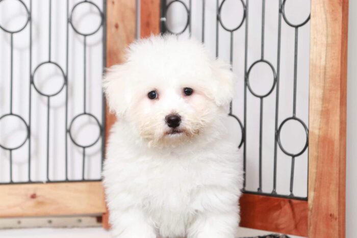 Mikey- Dashing Little Male ACA Bichon Puppy - Image 3