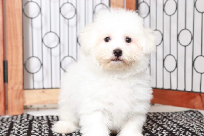 Mikey- Dashing Little Male ACA Bichon Puppy - Image 4