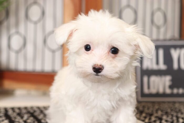 Miley- Cuddly Little Female Toy AKC Maltese Puppy - Image 2