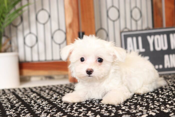 Miley- Cuddly Little Female Toy AKC Maltese Puppy - Image 3