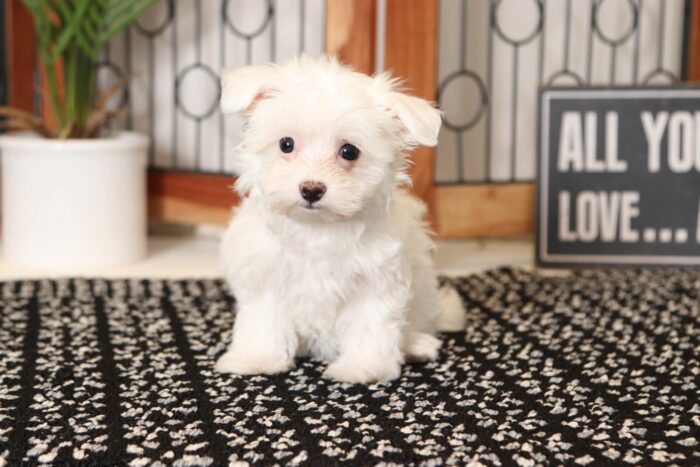 Miley- Cuddly Little Female Toy AKC Maltese Puppy - Image 4