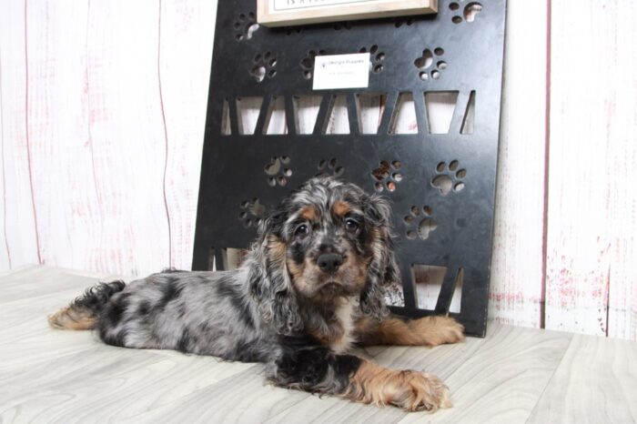 Manny- Lovable Blue Merle Male AKC Cocker Spaniel