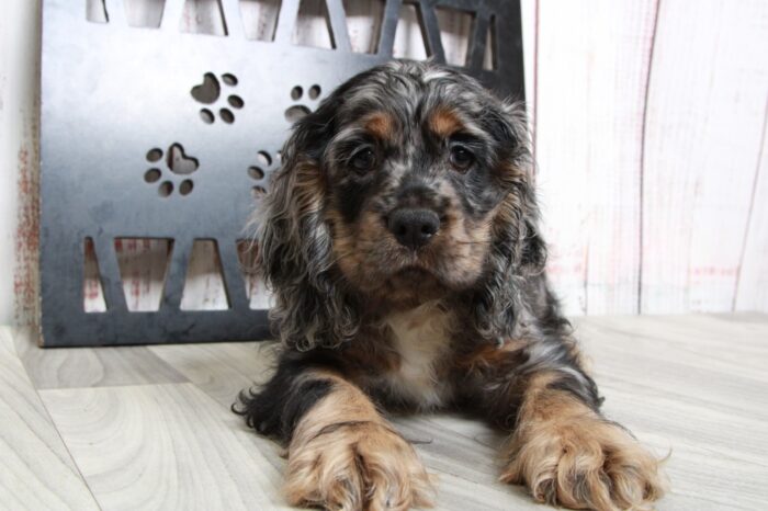 Manny- Lovable Blue Merle Male AKC Cocker Spaniel - Image 2