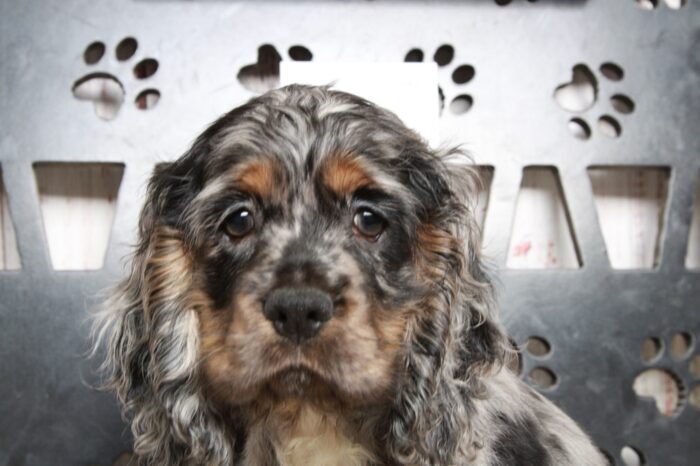 Manny- Lovable Blue Merle Male AKC Cocker Spaniel - Image 4