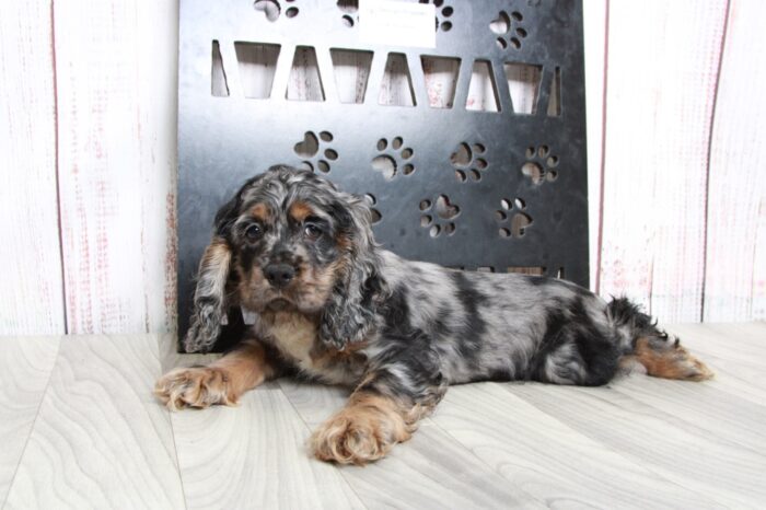 Manny- Lovable Blue Merle Male AKC Cocker Spaniel - Image 3