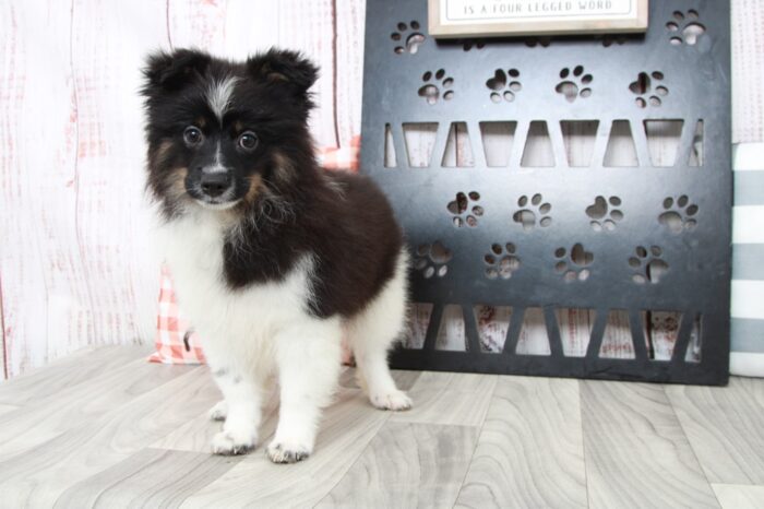 Mina - Playful ACA Female Pomeranian Puppy