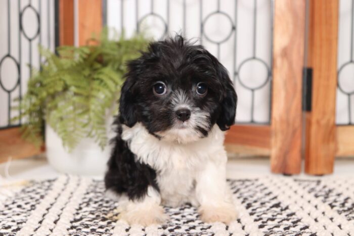 Miriam - Gentle Little Female Cavapoo Puppy