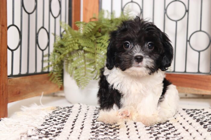 Miriam - Gentle Little Female Cavapoo Puppy - Image 2