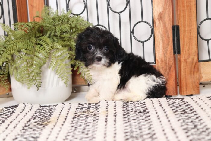 Miriam - Gentle Little Female Cavapoo Puppy - Image 3