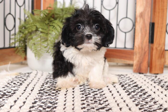 Miriam - Gentle Little Female Cavapoo Puppy - Image 4