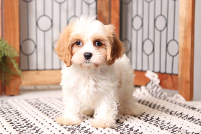 Missy - Beautiful Little Female Cava-tzu Puppy