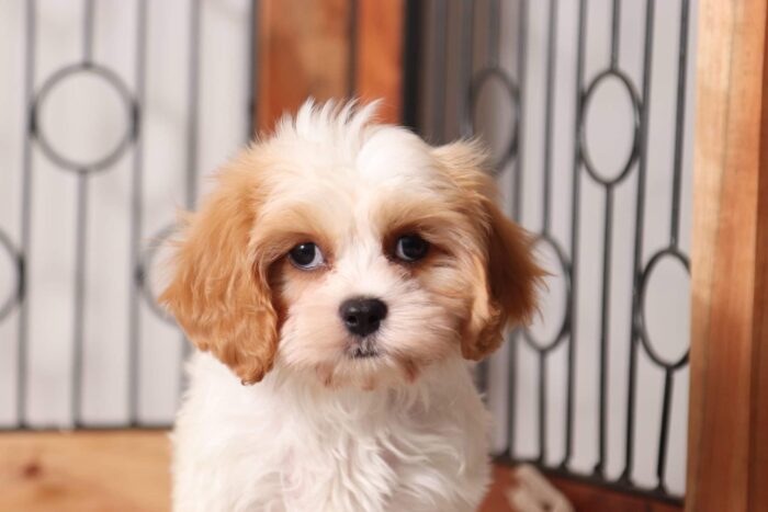 Missy - Beautiful Little Female Cava-tzu Puppy - Image 2