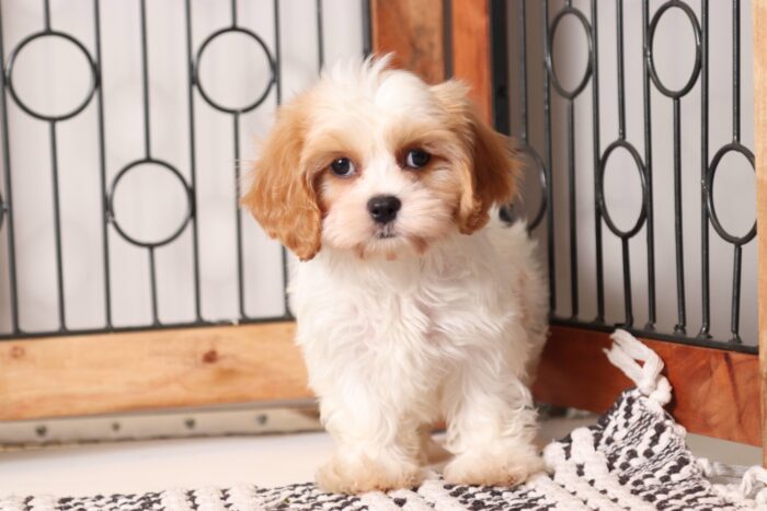 Missy - Beautiful Little Female Cava-tzu Puppy - Image 3