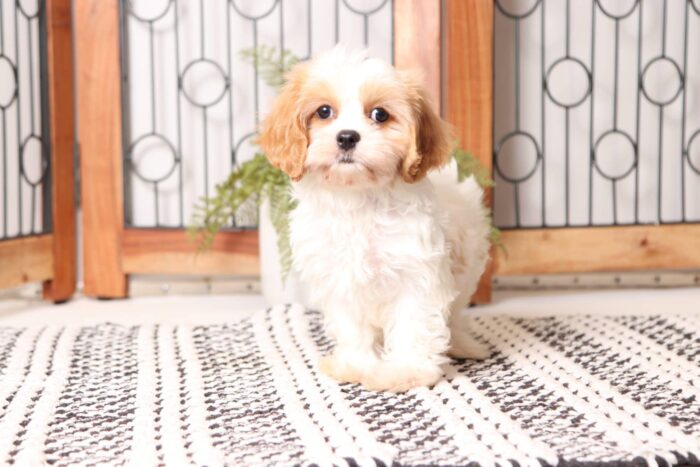 Missy - Beautiful Little Female Cava-tzu Puppy - Image 4