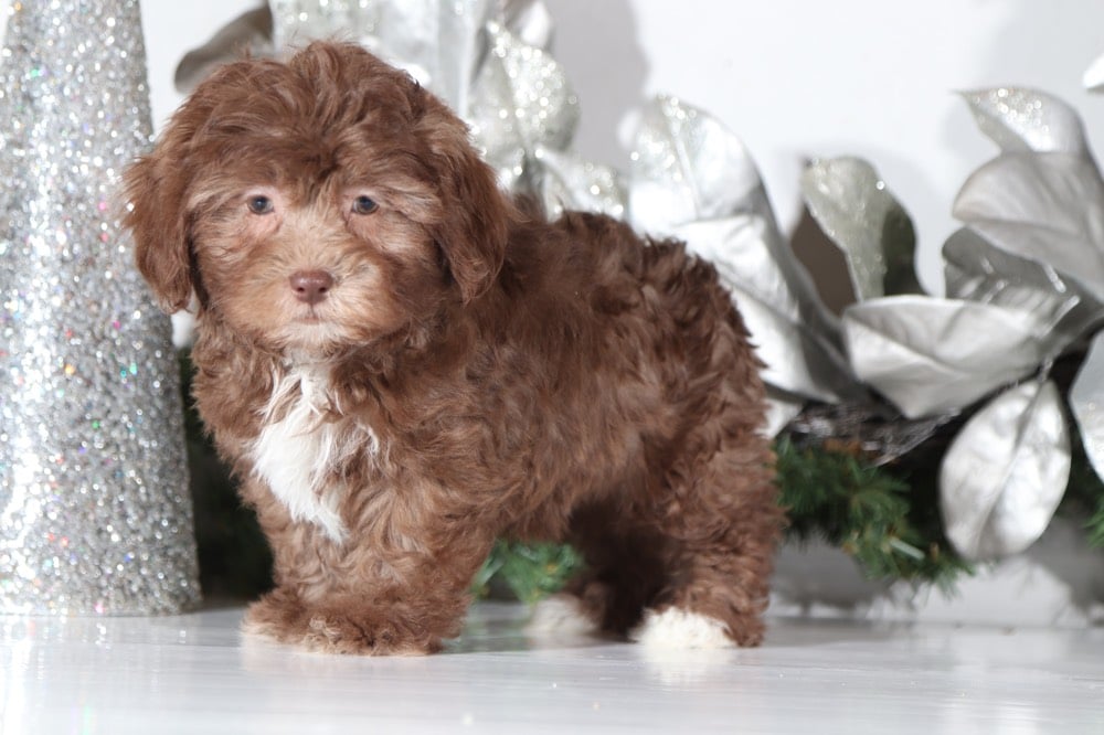 shih poo chocolate puppy