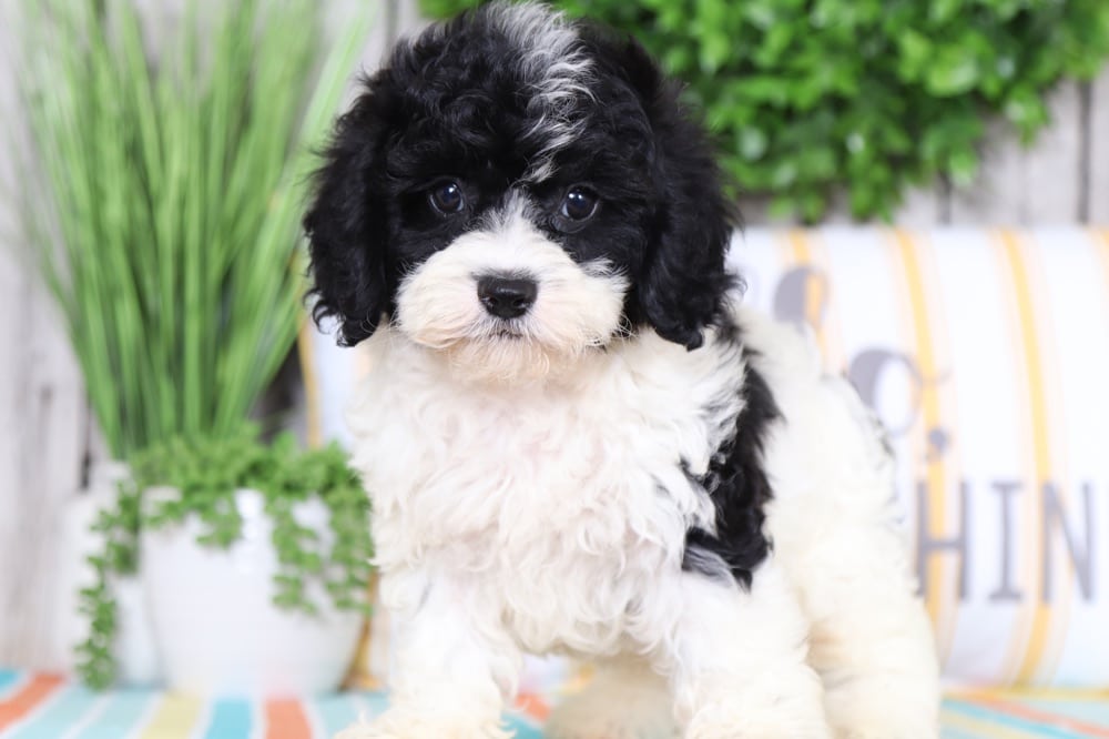 cuddly toy cockapoo