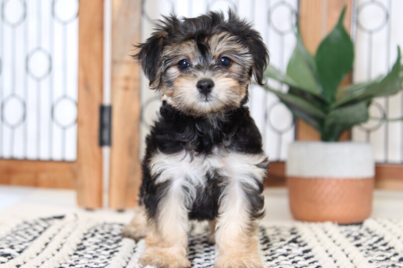 Molly- Happy Little F1B Female Yorkie-Poo Puppy - Puppies Online