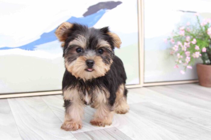 Montana - Cutest ACA Female Yorkie Puppy