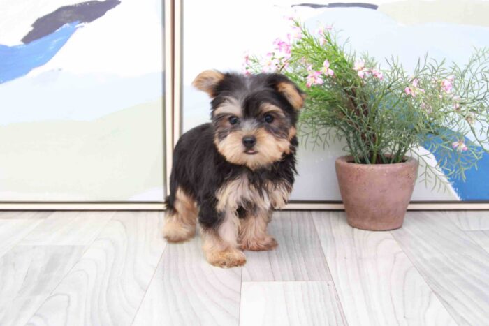 Montana - Cutest ACA Female Yorkie Puppy - Image 2