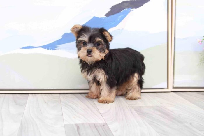 Montana - Cutest ACA Female Yorkie Puppy - Image 3