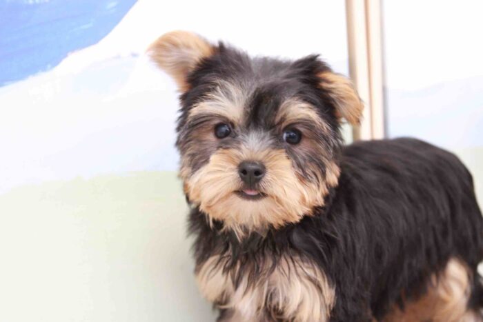 Montana - Cutest ACA Female Yorkie Puppy - Image 4