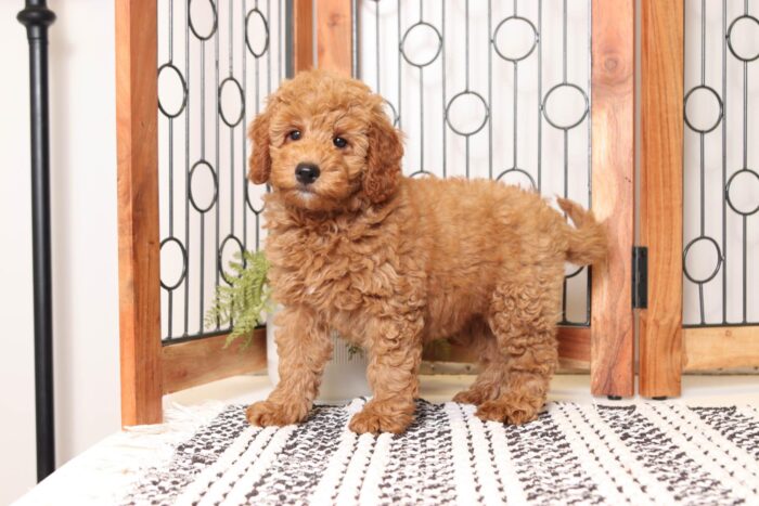 Montana- Fun Mini Female F1 Goldendoodle