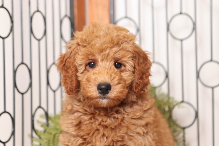 Montana- Fun Mini Female F1 Goldendoodle - Image 2