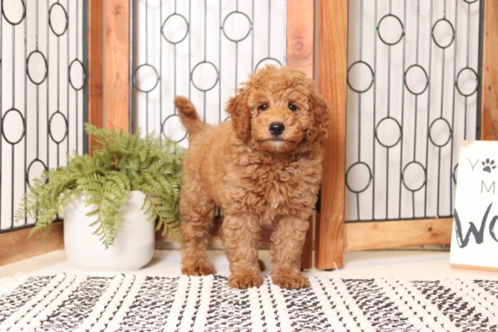 Montana- Fun Mini Female F1 Goldendoodle - Image 3