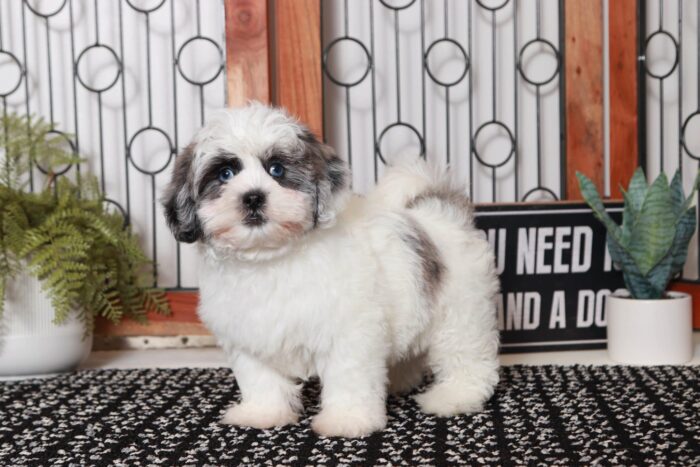 Mowgli- Delightful Little Blue Merle and White Male Shih-Poo Puppy - Image 3